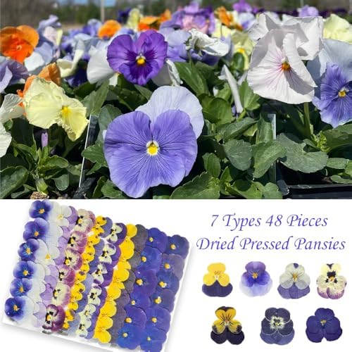48 Pcs Real Natural Viola Pansy Dried Pressed Flowers - Delicate Multicolor Florals for Resin Jewelry, Candle Making, Frame Decor & DIY Crafts - Image 5