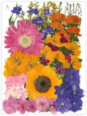 18 Types 75 Pcs Dried Pressed Leaves Flowers Real Natural Dried Plant for DIY Art Crafts, Candle Soap Making, Jewelry, Card Decorations, Phone Case by Unknown