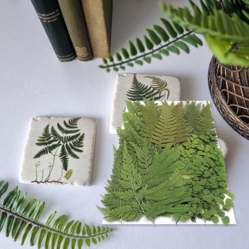55 Pcs Green Leaves Ferns Dried Pressed Flowers for Crafts,Real Nature Dry Flower Bulk for Resin Jewelry Making Candle Making Frame Decoration Art Floral Decors - Image 5
