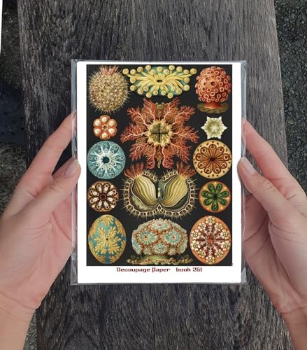 Decoupage Paper Pack (35 Sheets 6"x8") Incredible Sea Shells and Ocean Plants FLONZ Vintage Illustration Pictures Cards for Decoupage, Craft and Scrapbooking - Image 3