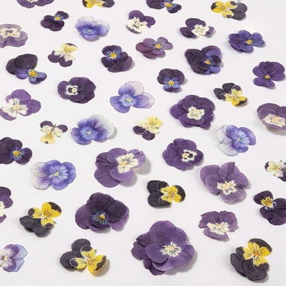 60Pcs Dried Pressed Pansies Flowers for Cake Decorating, Purple Real Dry Flower for Resin Art Crafts Jewelry Decorations by LGFMGWH