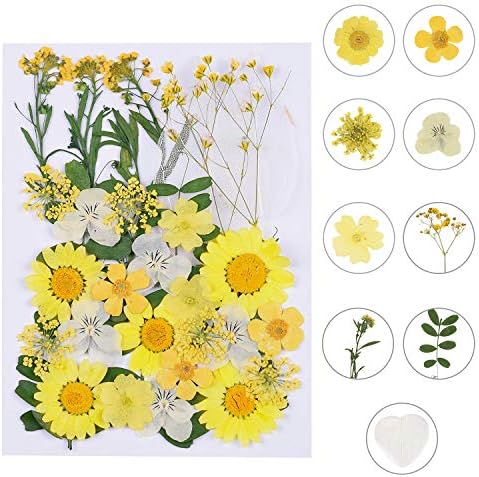 Augshy Dried Pressed Flowers - Real Natural Colorful Dry Flowers for Resin Jewelry Nail Art Craft DIY (Yellow) by Augshy
