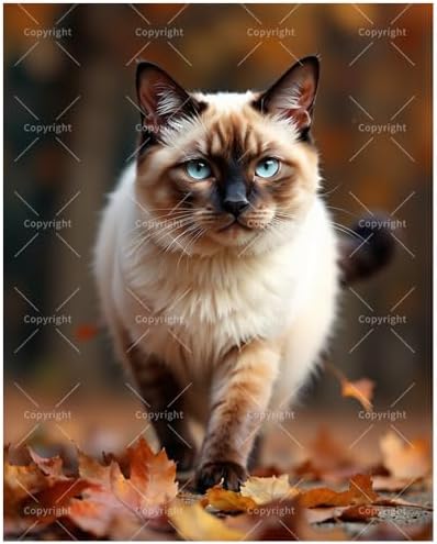 Autumn Siamese Cat Paint by Numbers Kit for Adults - DIY Fluffy Blue-Eyed Cat with Leaves Painting on Canvas 12x16In, Framed Acrylic Paint Set, Suitable for Beginners, Pet Art for Decoration by Unknown