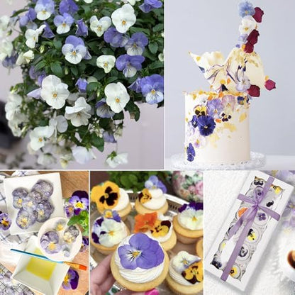 48 Pcs Real Natural Viola Pansy Dried Pressed Flowers - Delicate Multicolor Florals for Resin Jewelry, Candle Making, Frame Decor & DIY Crafts - Image 2