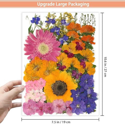 18 Types 75 Pcs Dried Pressed Leaves Flowers Real Natural Dried Plant for DIY Art Crafts, Candle Soap Making, Jewelry, Card Decorations, Phone Case - Image 3