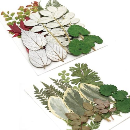 84 Pcs Dried Pressed Leaves Flowers Real Natural Dried Leaves Plant Kit Assorted Dried Greenery for Resin Art DIY Crafts Party Decorations Bookmarks Scrapbooking Candle Soap Making, 20 Types - Image 6