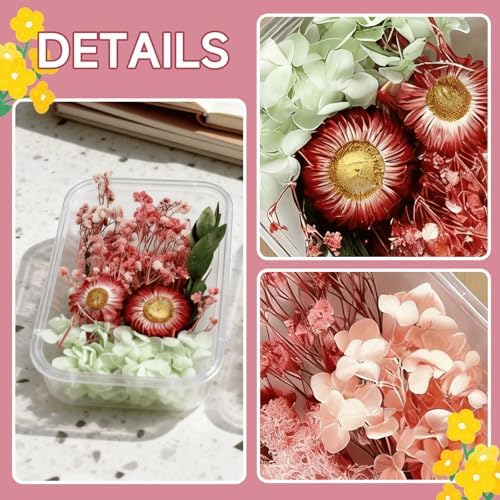 2PCS Dried Flowers Kit, Natural Dried Flowers Kit for DIY Crafts, Scrapbook, Card Making (Style_5_34) - Image 5