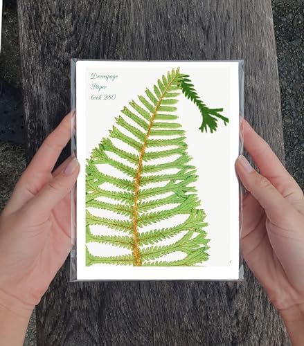 Decoupage Paper Pack (35 Sheets 6"x8") Lush Ferns and Other Forest Plants FLONZ Vintage Illustration Pictures Cards for Decoupage, Craft and Scrapbooking - Image 3