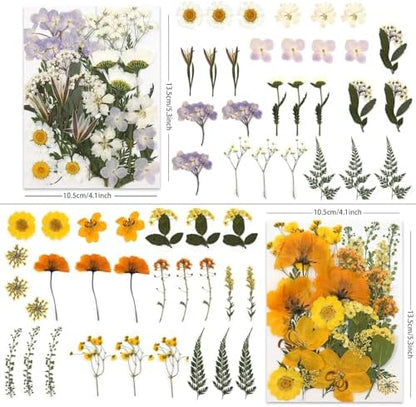 LUXEEASE 4 Color 110P Long Stem Dried Pressed Flowers - Image 2