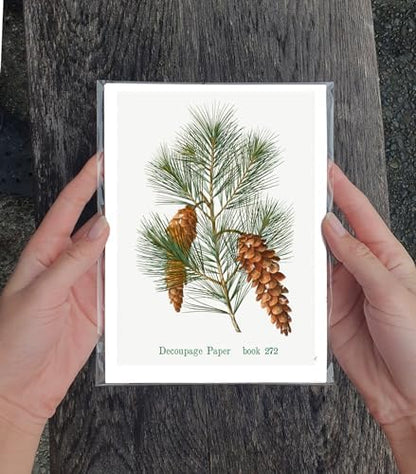 Decoupage Paper Pack (35 Sheets 6"x8") Pretty Diagrams of Pine Trees and Banana Plants FLONZ Vintage Illustration Pictures Cards for Decoupage, Craft and Scrapbooking - Image 3