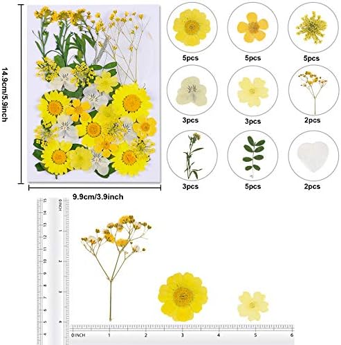 Augshy Dried Pressed Flowers - Real Natural Colorful Dry Flowers for Resin Jewelry Nail Art Craft DIY (Yellow) - Image 2