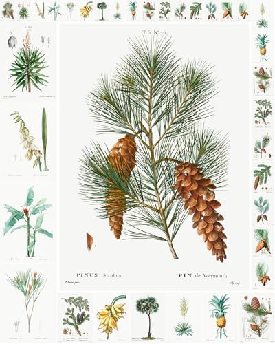 Decoupage Paper Pack (35 Sheets 6"x8") Pretty Diagrams of Pine Trees and Banana Plants FLONZ Vintage Illustration Pictures Cards for Decoupage, Craft and Scrapbooking by FLONZCRAFT