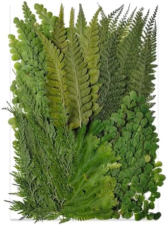 55 Pcs Green Leaves Ferns Dried Pressed Flowers for Crafts,Real Nature Dry Flower Bulk for Resin Jewelry Making Candle Making Frame Decoration Art Floral Decors by Unknown