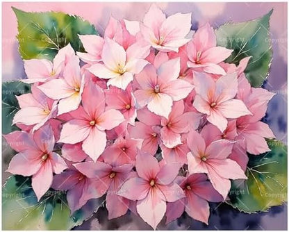 Floral Paint by Numbers Kit for Adults - DIY Pink Hydrangea Blossom Painting on Canvas, Acrylic Paint Set, Suitable for Beginners, Botanical Art for Home Decoration or Gifts(16X20IN Framed) by Unknown