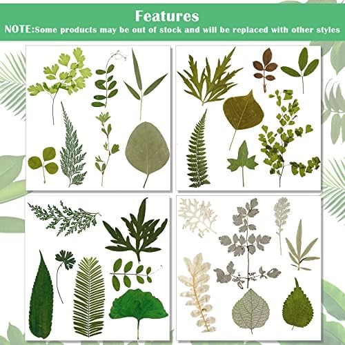 Timtin 84 Pcs Dried Pressed Leaves Flowers for Resin, Classic - Image 3