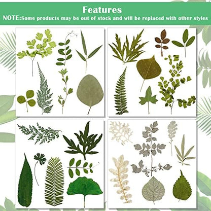 Timtin 84 Pcs Dried Pressed Leaves Flowers for Resin, Classic - Image 3