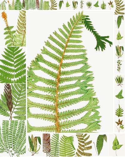 Decoupage Paper Pack (35 Sheets 6"x8") Lush Ferns and Other Forest Plants FLONZ Vintage Illustration Pictures Cards for Decoupage, Craft and Scrapbooking by FLONZCRAFT