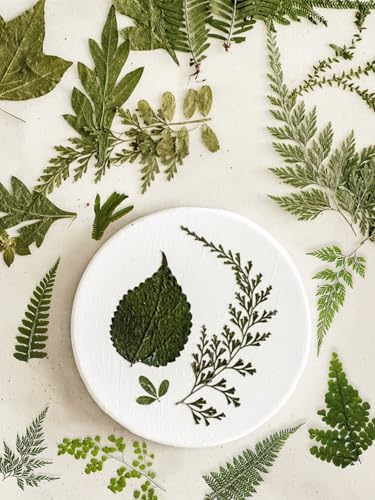 55 Pcs Green Leaves Ferns Dried Pressed Flowers for Crafts,Real Nature Dry Flower Bulk for Resin Jewelry Making Candle Making Frame Decoration Art Floral Decors - Image 6