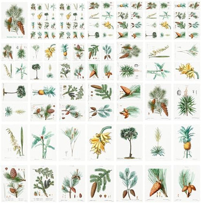 Decoupage Paper Pack (35 Sheets 6"x8") Pretty Diagrams of Pine Trees and Banana Plants FLONZ Vintage Illustration Pictures Cards for Decoupage, Craft and Scrapbooking - Image 4