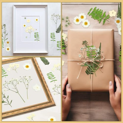 Fabbay 200 Pcs Dried Pressed Flowers Natural Leaves for Resin Nail, White - Image 4