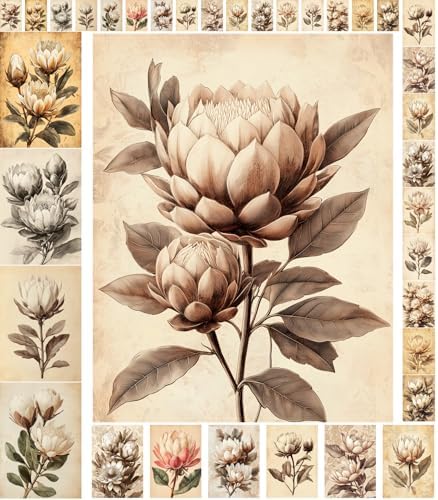 Decoupage Paper Pack (35 Sheets 6"x8") Vintage Proteas: Elegant Sepia-Toned Protea Blooms with Soft Botanical Details in Classic Aged Illustrations and Timeless Floral Charm FLONZ Vintage by FLONZCRAFT