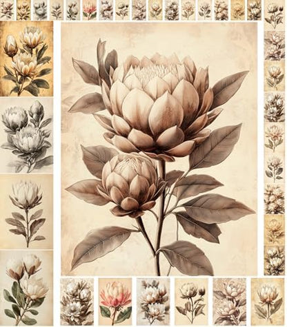 Decoupage Paper Pack (35 Sheets 6"x8") Vintage Proteas: Elegant Sepia-Toned Protea Blooms with Soft Botanical Details in Classic Aged Illustrations and Timeless Floral Charm FLONZ Vintage by FLONZCRAFT