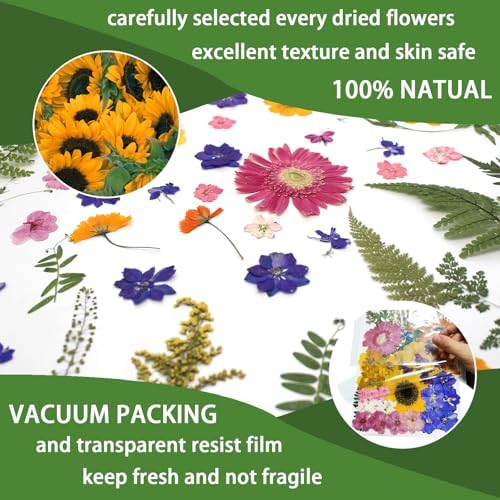 18 Types 75 Pcs Dried Pressed Leaves Flowers Real Natural Dried Plant for DIY Art Crafts, Candle Soap Making, Jewelry, Card Decorations, Phone Case - Image 4