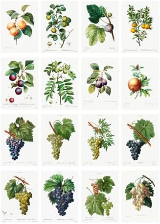 Decoupage Paper Pack (35 Sheets 6"x8") Diagrams of Lush Grapes and Other Fruits FLONZ Vintage Illustration Pictures Cards for Decoupage, Craft and Scrapbooking - Image 2