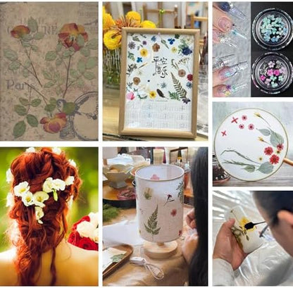 80PCS Multicolor Pressed Dried Flowers Dry Leaves - Image 5