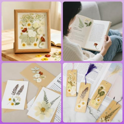 NESCCI 247 Pcs Dried Flowers for Crafts,Real Natural Dried Pressed Flowers - Image 6