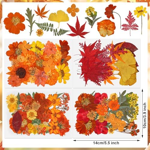 100 PCS Real Fall Dried Pressed Flowers Leaves Fall Natural Dried Flowers Leaves Kit Autumn Pressed Dry Flower Leaf Set for Scrapbooking DIY Art Craft Resin Jewelry Molds Candle Soap Making Nail Decor - Image 2