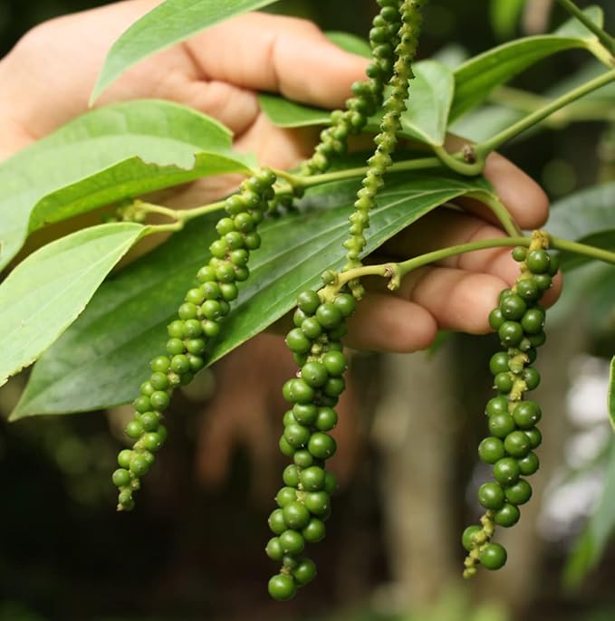 Nature Packaged Black Pepper Essential Oil - Direct from Madagascar Farms - Steam Distilled - Aceite Pimienta Negra for Aromatherapy, Massage, Diffuser, DIY Candle and Soap Making - 2lbs