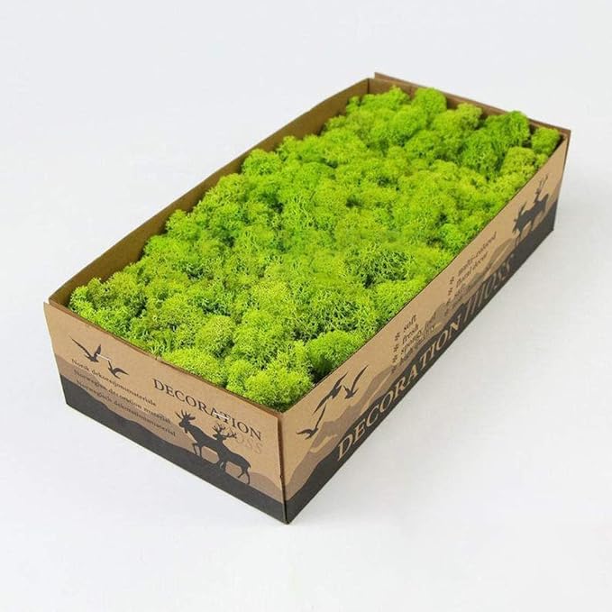 Preserved Reindeer Moss Natural Green DIY Kit Gardenning Art Wall Decor Florist Decor Easter Table Decor Wedding