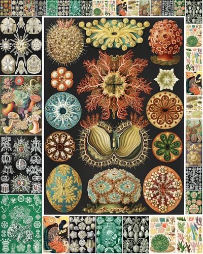 Decoupage Paper Pack (35 Sheets 6"x8") Incredible Sea Shells and Ocean Plants FLONZ Vintage Illustration Pictures Cards for Decoupage, Craft and Scrapbooking by FLONZCRAFT