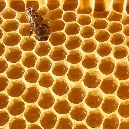 Stakich Yellow Beeswax Block - Natural, Triple Filtered - 10 Pound