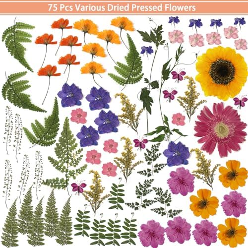 18 Types 75 Pcs Dried Pressed Leaves Flowers Real Natural Dried Plant for DIY Art Crafts, Candle Soap Making, Jewelry, Card Decorations, Phone Case - Image 2