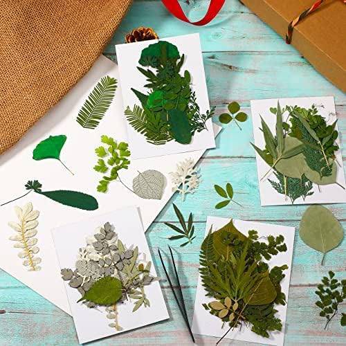 Timtin 84 Pcs Dried Pressed Leaves Flowers for Resin, Classic - Image 7