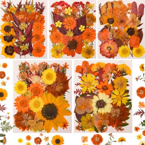 5 Packs 140 Pressed Dried Flowers & Leaves, Fall by Cokosing