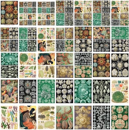 Decoupage Paper Pack (35 Sheets 6"x8") Incredible Sea Shells and Ocean Plants FLONZ Vintage Illustration Pictures Cards for Decoupage, Craft and Scrapbooking - Image 4