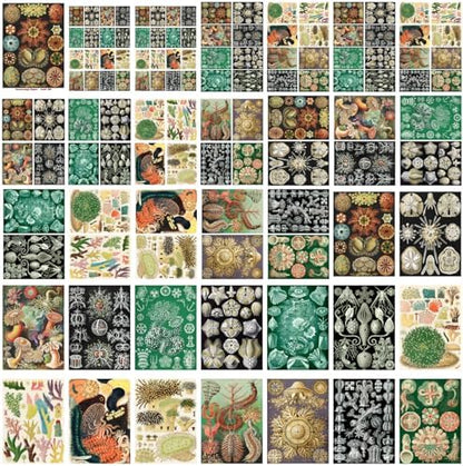 Decoupage Paper Pack (35 Sheets 6"x8") Incredible Sea Shells and Ocean Plants FLONZ Vintage Illustration Pictures Cards for Decoupage, Craft and Scrapbooking - Image 4