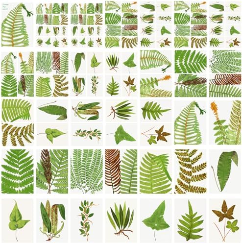 Decoupage Paper Pack (35 Sheets 6"x8") Lush Ferns and Other Forest Plants FLONZ Vintage Illustration Pictures Cards for Decoupage, Craft and Scrapbooking - Image 4