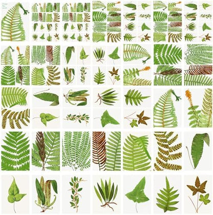 Decoupage Paper Pack (35 Sheets 6"x8") Lush Ferns and Other Forest Plants FLONZ Vintage Illustration Pictures Cards for Decoupage, Craft and Scrapbooking - Image 4