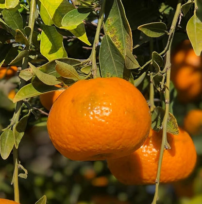 Nature Packaged Orange Essential Oil - Direct from Citrusmade in Sicily- Aceite de Naranja Dulce for Home Care, Skincare $ Aromatherapy - Premium Therapeutic Grade (15ml)
