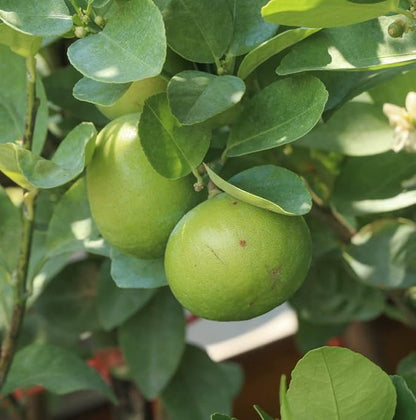 Nature Packaged Lime Essential Oil - Direct from Citrusmade in Sicily- Pure Essential Oils for Diffusers and Aromatherapy in The Mediterranean - 100% Pure Therapeutic Grade (15ml)