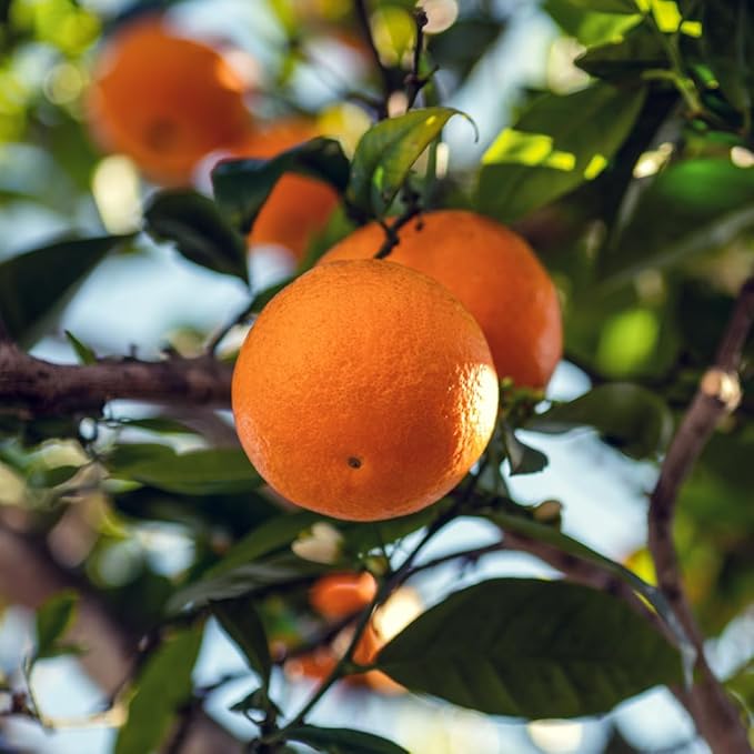 Nature Packaged Blood Orange Essential Oil - Direct from Citrusmade in Sicily - Pure Essential Oil for Diffusers and Aromatherapy - Natural Citrus Scent | 100% Pure Therapeutic Grade (22lbs)