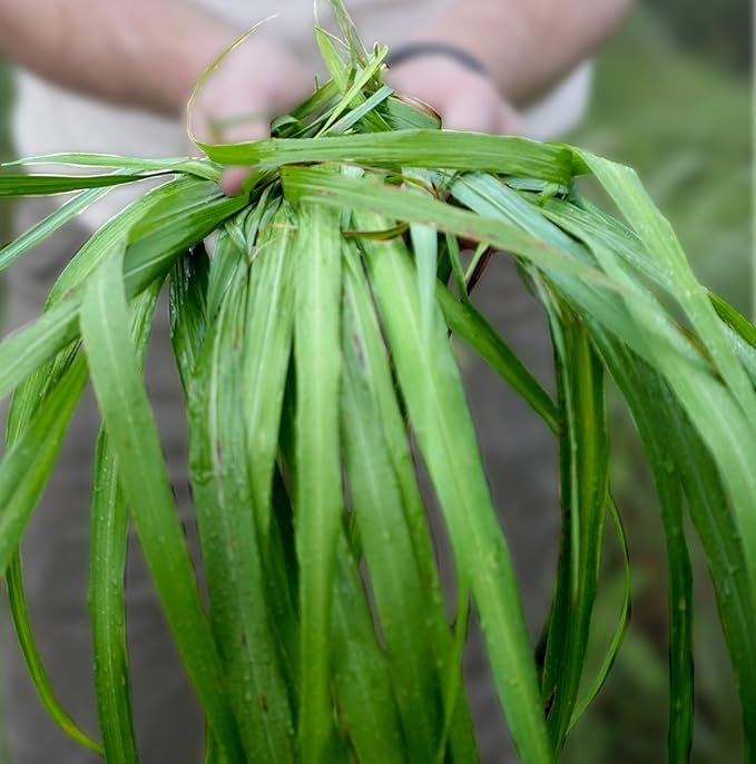 Nature Packaged Citronella Essential Oil - Direct from Central Java, Indonesia - Pure Essential Oil for Diffusers and Aromatherapy | 100% Pure Therapeutic Grade (22LBS)