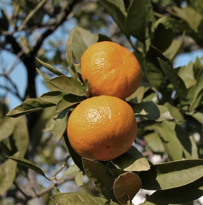 Nature Packaged Pure Mandarin Essential Oils - Direct from Citrusmade Italy for Diffusers, Aromatherapy, Home Fragrance & Bath - Natural Aceite de Mandarina for Massage (22lbs)