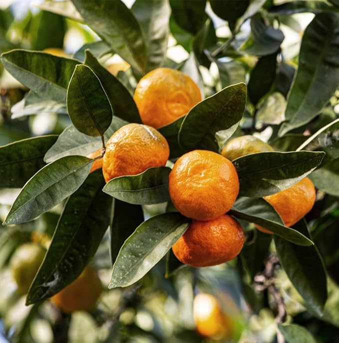 Nature Packaged Tangerine Essential Oil - Direct from Citrusmade Italy - Cold Pressed - Aceite Esencial de Mandarina for Aromatherapy, Massage, Diffuser, DIY Candle and Soap Making - 8oz