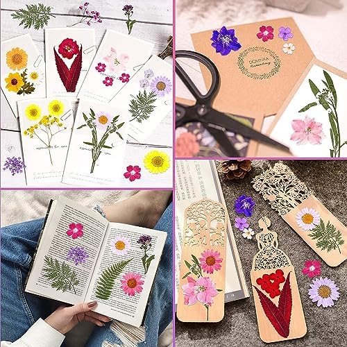 11 Types 40pc Colourful Dried Pressed Flowers for Resin Real Flowers for DIY Bookmark Scrapbook Photo Frame Jewelry Vase Candle Making Nail Card Art Craft Floral Decors - Image 6