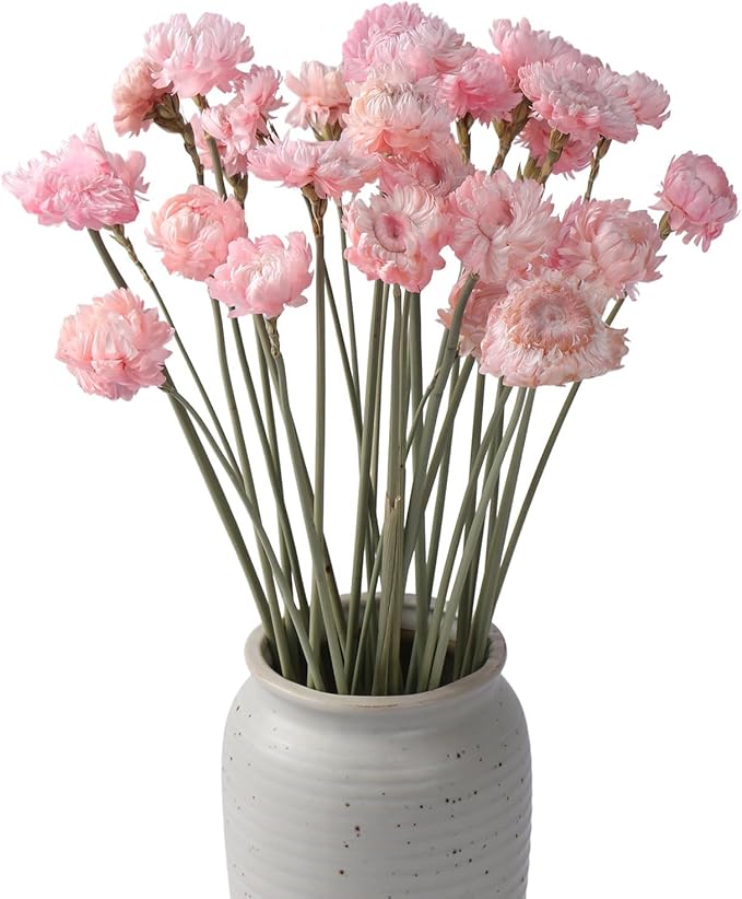 Dried Flower 30PCS Daisy Bouquet Preserved Chrysanthemum Dry Flower for Vase Home décor Party DIY Arrangement Wheat Straw Bulk (Light Pink)